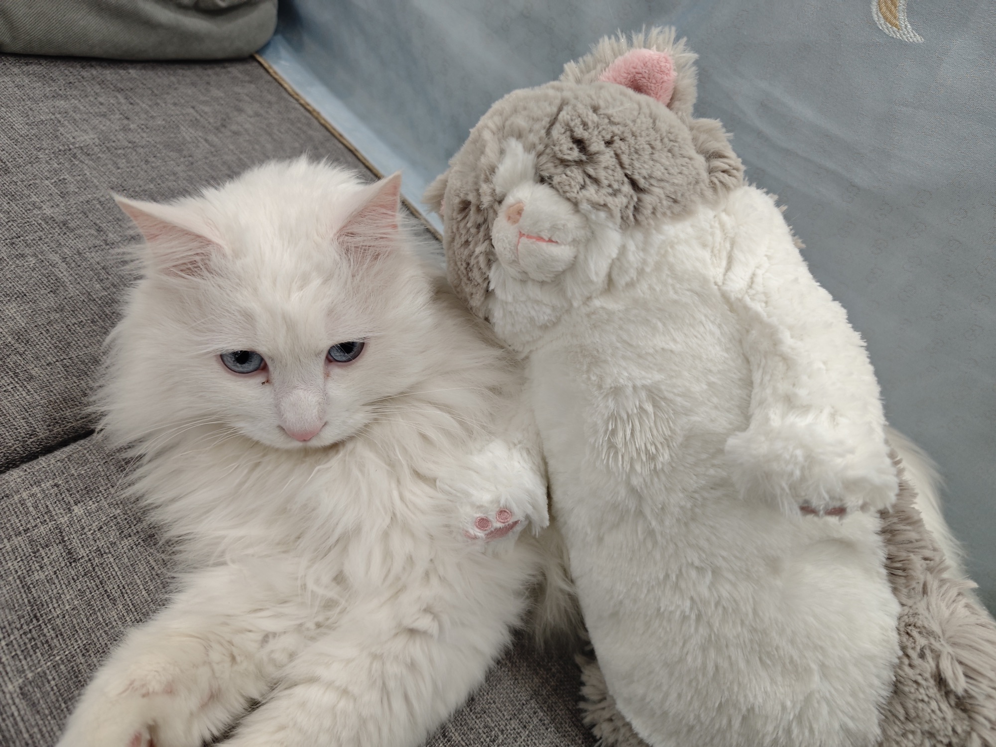 白猫和 Jellycat